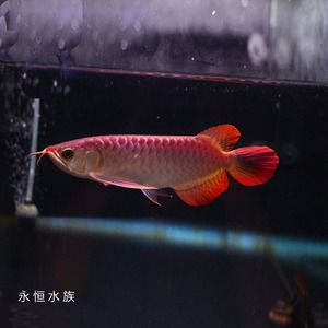 金龍魚有號(hào)半嗎【如何辨別金龍魚的品種】 龍魚百科 第5張