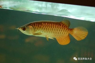 龍魚(yú)不要保溫會(huì)活嗎【龍魚(yú)種類(lèi)不適合冷水環(huán)境中生活，龍魚(yú)不要保溫會(huì)活嗎】 龍魚(yú)百科 第5張