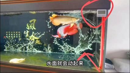 龍魚(yú)憋卵什么癥狀【龍魚(yú)憋卵什么癥狀和應(yīng)對(duì)措施有助于緩解龍魚(yú)憋卵的癥狀】