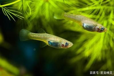 龍魚不能補充什么營養(yǎng)【龍魚不能補充什么營養(yǎng)呢？】 龍魚百科 第2張