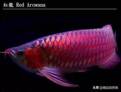 龍魚55公分開始發(fā)橘紅【龍魚發(fā)色的進(jìn)程】 龍魚百科 第5張