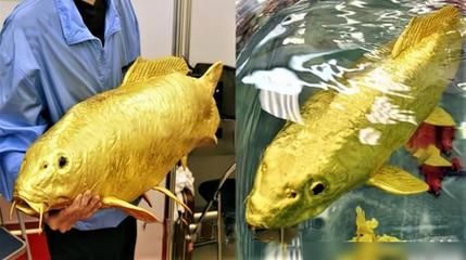 金龍魚日本控股【金龍魚為什么沒(méi)有被日本控股？】 龍魚百科 第3張