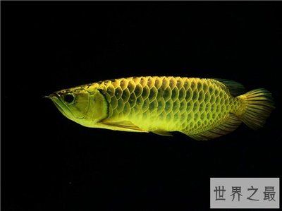 金龍魚鱗片上附著白色絮狀物圖片【金龍魚鱗片上附著白色絮狀物】 龍魚百科 第4張