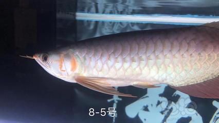 龍魚5號治療療程【龍魚5號治療龍魚5號治療龍魚頭洞的治療方案是否適用】 龍魚百科 第2張