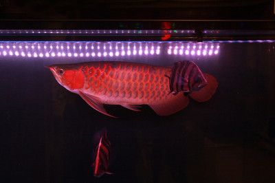 金龍魚什么時間開關燈好【金龍魚什么時候開關燈好】 龍魚百科 第4張