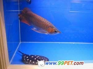 龍魚32.5度治療會不會高【龍魚疾病治療中的溫度對龍魚的治療效果會影響治療效果】 龍魚百科 第4張