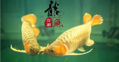 龍魚不吃蝦吃小魚怎么辦【如果您的龍魚只吃小魚不吃蝦，怎么辦？】 龍魚百科 第5張