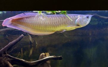 金龍魚(yú)魚(yú)苗吃什么食物最好【金龍魚(yú)魚(yú)苗吃什么食物好】 龍魚(yú)百科 第4張