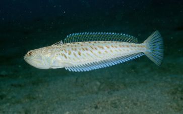 金龍魚(yú)魚(yú)苗吃什么食物最好【金龍魚(yú)魚(yú)苗吃什么食物好】 龍魚(yú)百科 第5張