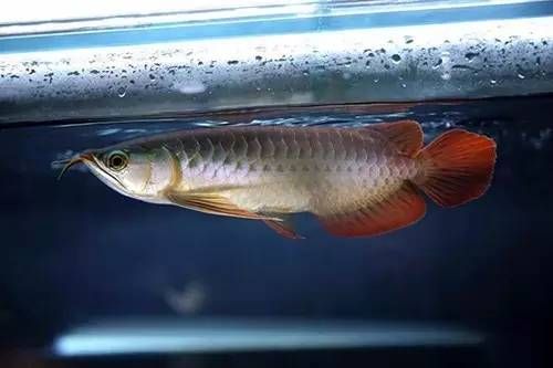 龍魚(yú)不能喂干磷蝦嗎為什么【龍魚(yú)不能喂干磷蝦嗎】