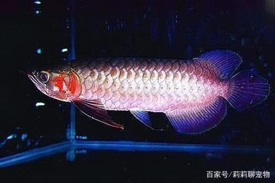 龍魚5號和抗生素能一起用嗎【龍魚5號、龍魚5號、龍魚5號、龍魚5號的區(qū)別】