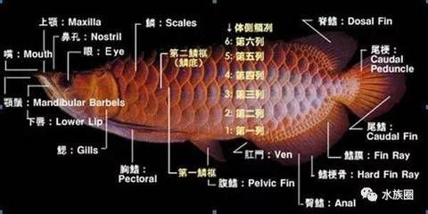 龍魚(yú)鼻孔【龍魚(yú)的鼻孔與口腔并不能相通，】 龍魚(yú)百科 第1張