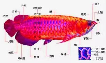 龍魚(yú)鼻孔【龍魚(yú)的鼻孔與口腔并不能相通，】 龍魚(yú)百科 第2張