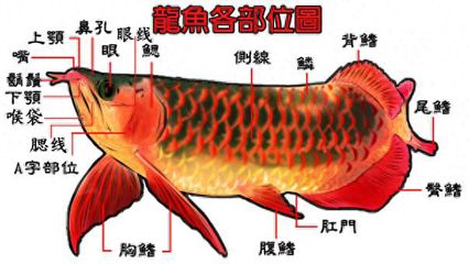 龍魚(yú)鼻孔【龍魚(yú)的鼻孔與口腔并不能相通，】 龍魚(yú)百科 第5張