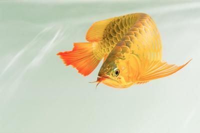 金龍魚生活在哪里【金龍魚一種常見的生活在水中分布規(guī)律】