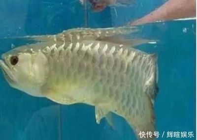 金龍魚老是張嘴怎么回事【金龍魚老是張嘴怎么回事金龍魚老是張嘴可能是因?yàn)槿毖酢? title=