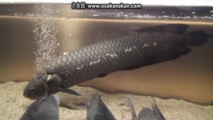 龍魚變黑色是什么原因【龍魚變黑是什么原因】 龍魚百科 第3張