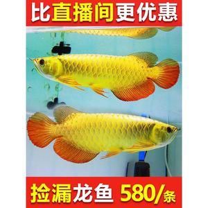 金龍魚魚苗2一5CM多少錢一對(duì)【影響金龍魚魚苗價(jià)格的因素】 龍魚百科 第5張