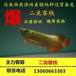 金龍魚魚苗2一5CM多少錢一對(duì)【影響金龍魚魚苗價(jià)格的因素】 龍魚百科 第4張