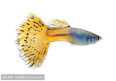 金龍魚可以用藍底白背景嗎【金龍魚的背景下，金龍魚的金龍魚背景下的金龍魚的選擇】