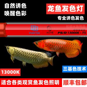 金龍魚魚缸燈如何擺放【每天開燈8小時，金龍魚開燈8小時，金龍魚身體狀態(tài)的變化】