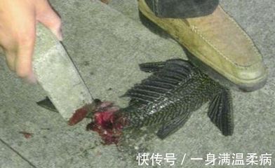 龍魚把清道夫吃了會死嗎【龍魚吃清道夫會死嗎？】 龍魚百科 第4張