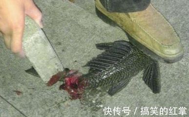 龍魚把清道夫吃了會死嗎【龍魚吃清道夫會死嗎？】 龍魚百科 第5張