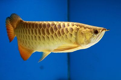 金龍魚什么樣的好看【金龍魚（拉丁學名：arowana）】