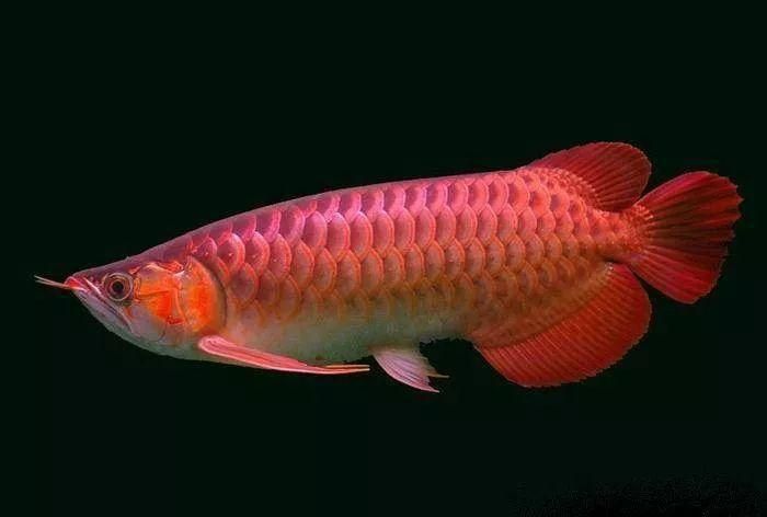 金龍魚什么樣的好看【金龍魚（拉丁學(xué)名：arowana）】 龍魚百科 第5張