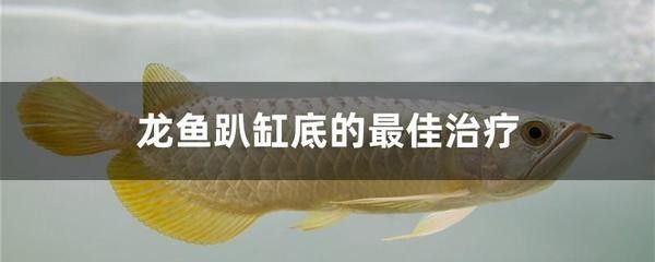 龍魚不愛游動躲缸角【龍魚不愛游動躲缸角怎么辦】 龍魚百科 第4張