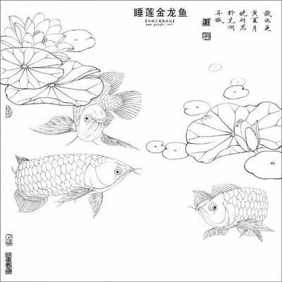 金龍魚藍(lán)色【金龍魚為什么會有藍(lán)色底色？】