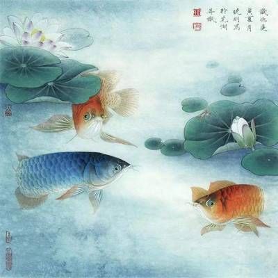 金龍魚藍(lán)色【金龍魚為什么會有藍(lán)色底色？】