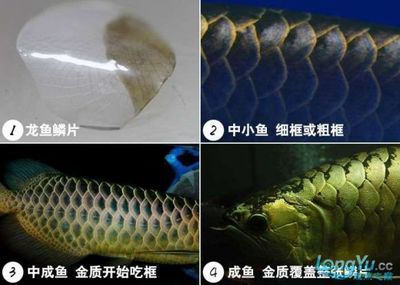 金龍魚苗發(fā)色過程【金龍魚發(fā)色過程】 龍魚百科 第1張