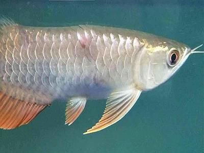 龍魚5號(hào)可以治療充血嗎【龍魚五號(hào)觀賞魚的藥劑或飼料（存在不同表述的產(chǎn)品闡述）】 龍魚百科 第5張