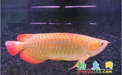 金龍魚(yú)與花羅漢魚(yú)的區(qū)別【花羅漢魚(yú)的特點(diǎn)】 龍魚(yú)百科 第1張