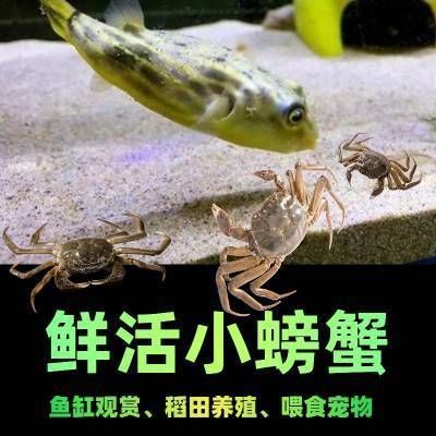 龍魚補(bǔ)鈣吃什么【龍魚補(bǔ)鈣吃什么好】 龍魚百科 第5張