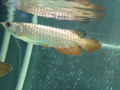 香港龍魚價格行情最新走勢【香港龍魚價格行情最新走勢如何？】 水族問答