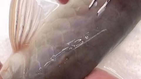 黑色的龍魚叫什么品種【黑色的龍魚通常指的是哪個品種？】