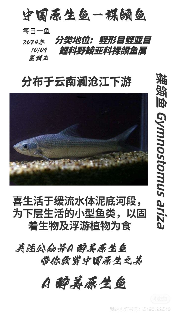 裸頜魚【云南特有】 觀賞魚論壇