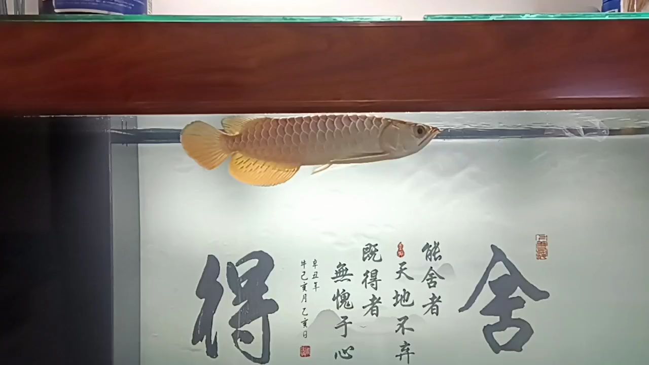 小金龍到家38天【簽到,安室梨和子評論：云水遙遙遙評論：這養(yǎng)的不錯(cuò)啊】