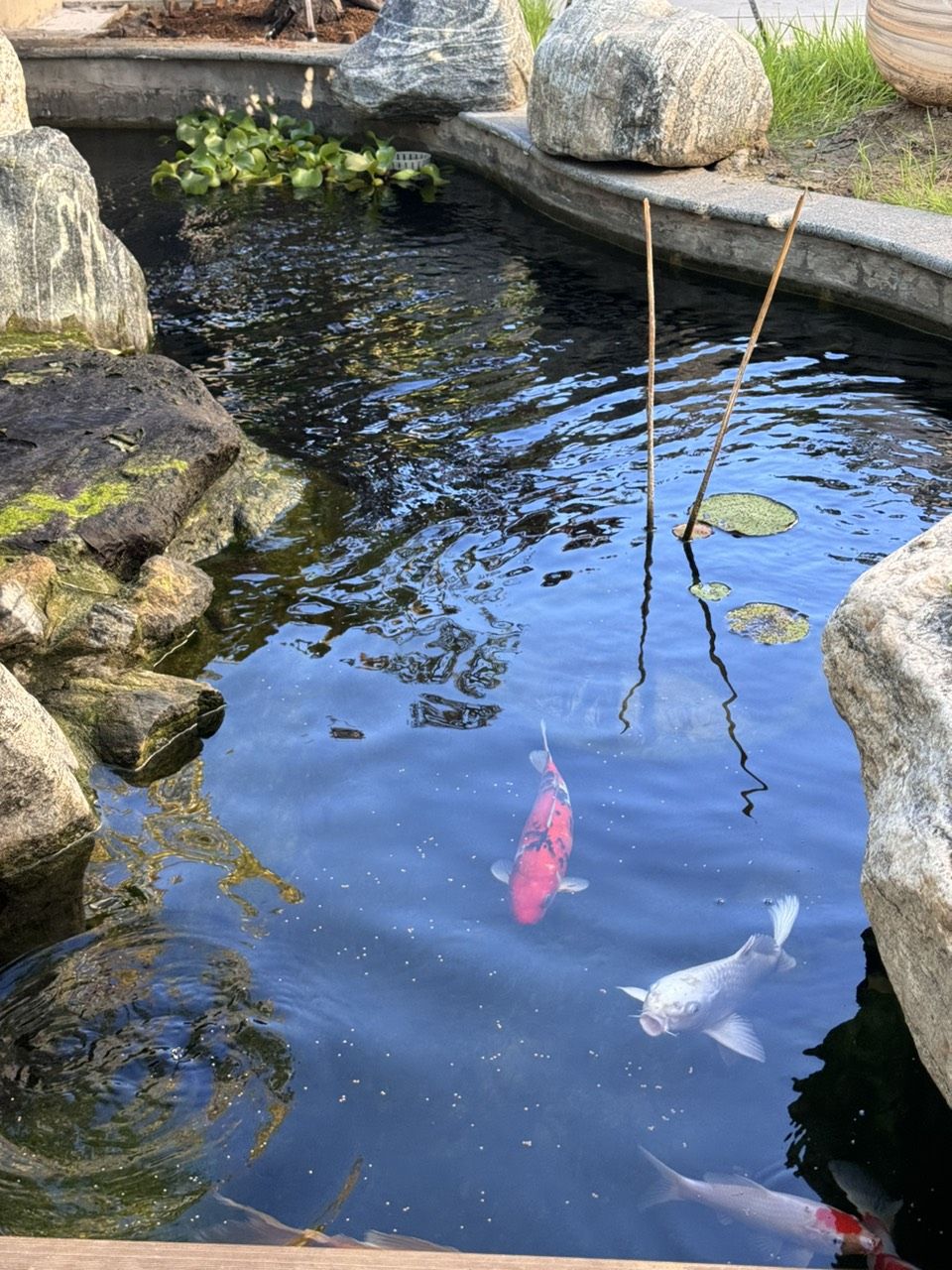 庭院魚池建好半年，新入三條，湊齊五條錦鯉。今天買的一條單頂品相還可以，雖然個頭最小。個頭最大的白錦鯉嘴巴有點歪，不知魚嘴為什么會歪呢？難道是喝奶嘴長歪了嗎？【庭院魚池建好半年，湊齊五條錦鯉,今天買的單頂品相還可以】