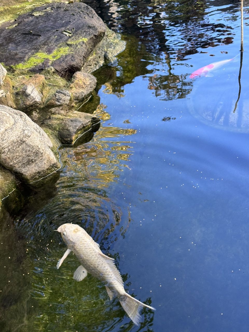 庭院魚池建好半年，新入三條，湊齊五條錦鯉。今天買的一條單頂品相還可以，雖然個頭最小。個頭最大的白錦鯉嘴巴有點歪，不知魚嘴為什么會歪呢？難道是喝奶嘴長歪了嗎？【庭院魚池建好半年，湊齊五條錦鯉,今天買的單頂品相還可以】