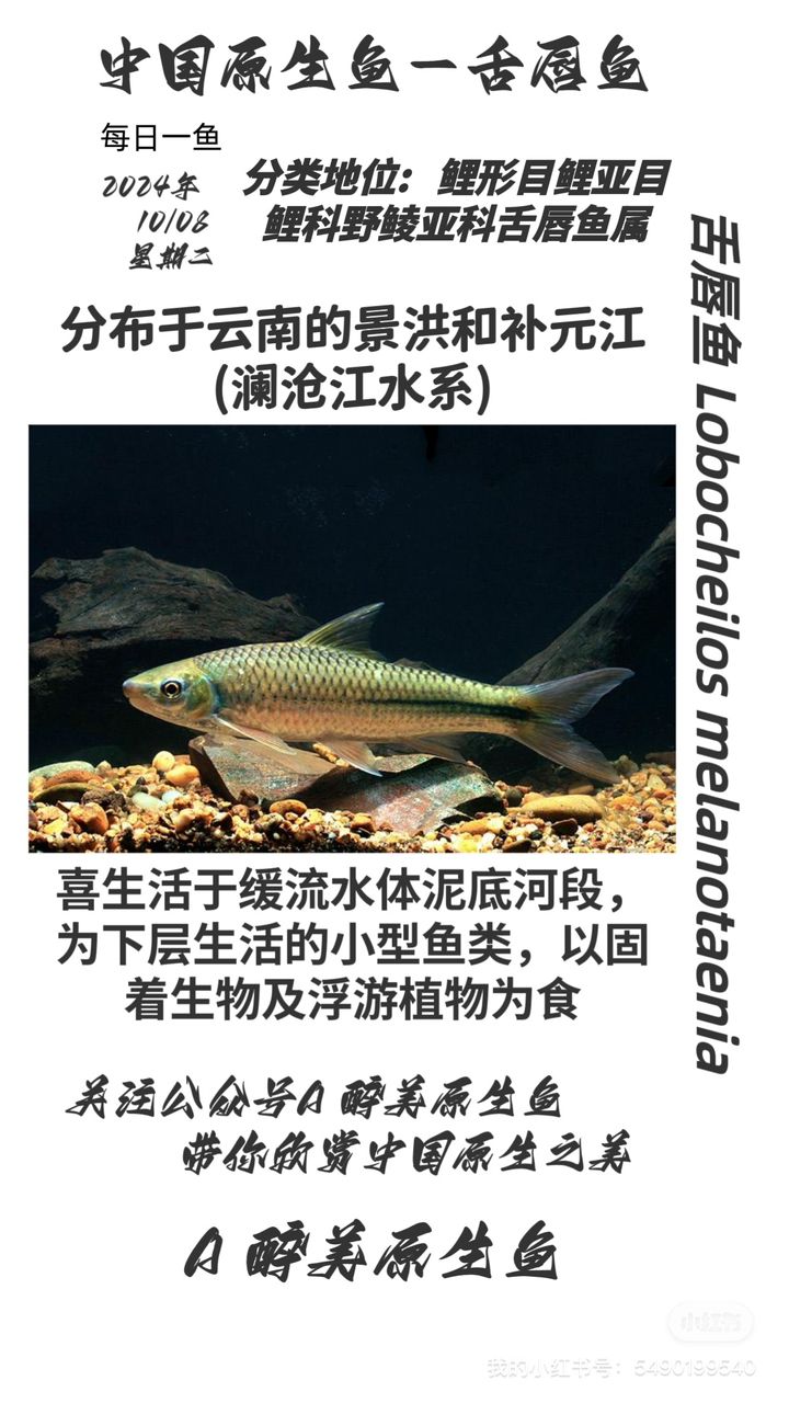 舌唇魚【江瀾滄江】