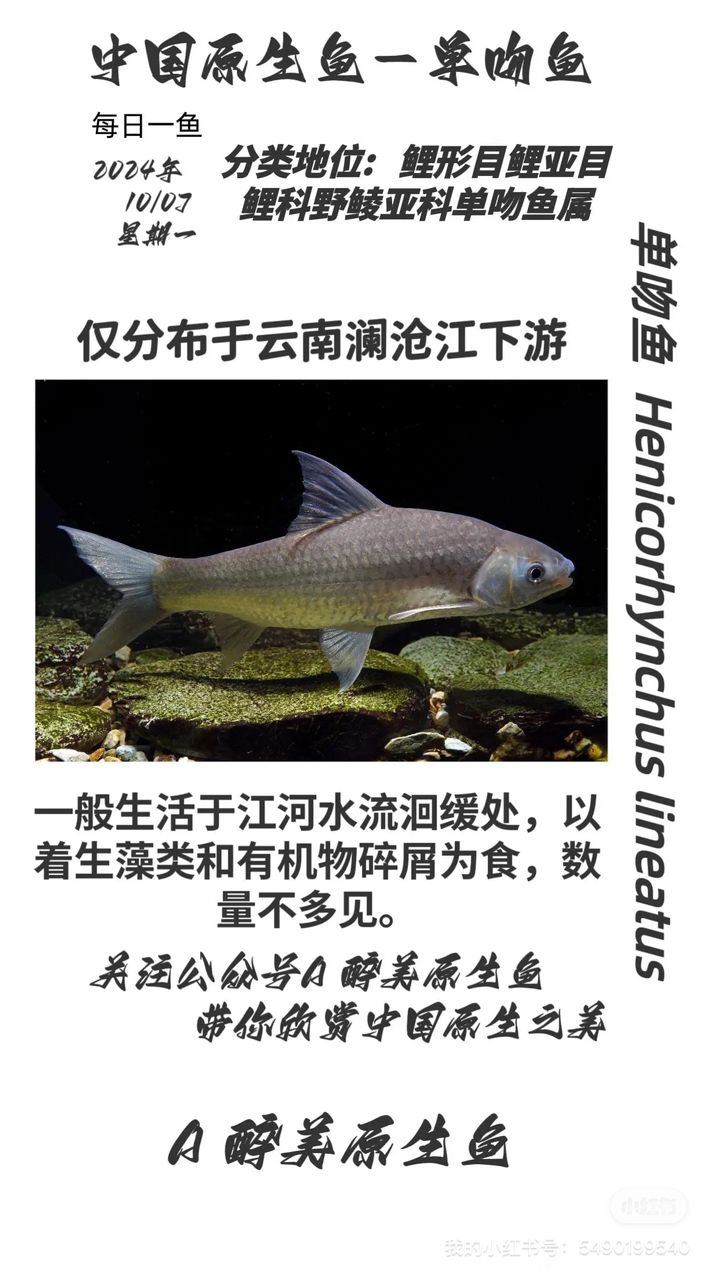 單吻魚【江瀾滄江】