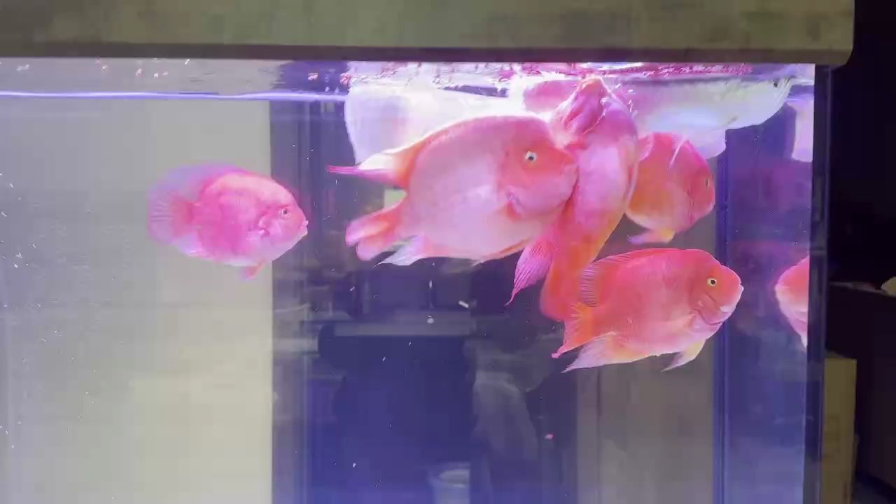 喂食【龍魚試用飼料不錯】 觀賞魚論壇