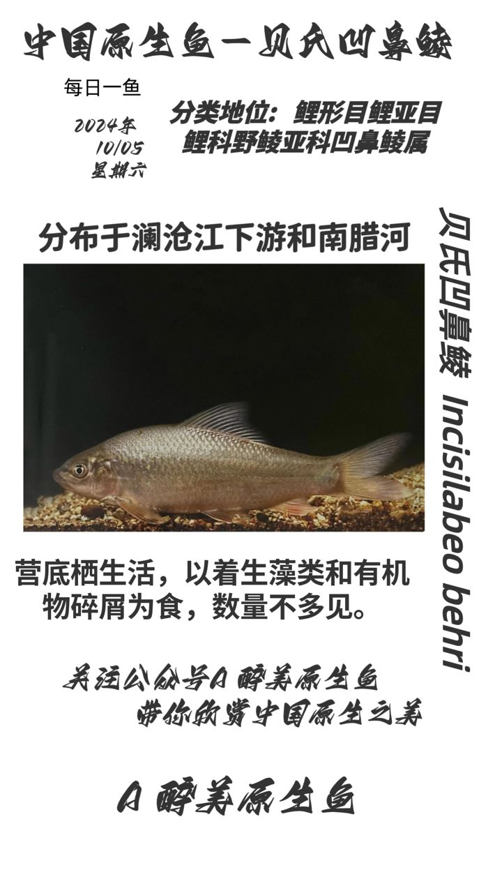 貝氏凹鼻鯪【江瀾滄江】 觀賞魚(yú)論壇