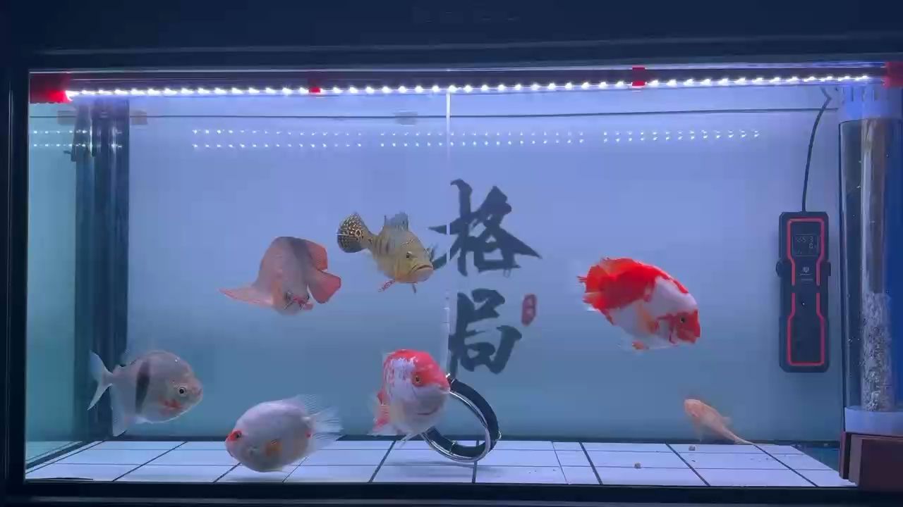 哈哈【王愛(ài)國(guó)評(píng)論：水不錯(cuò)】 觀(guān)賞魚(yú)論壇