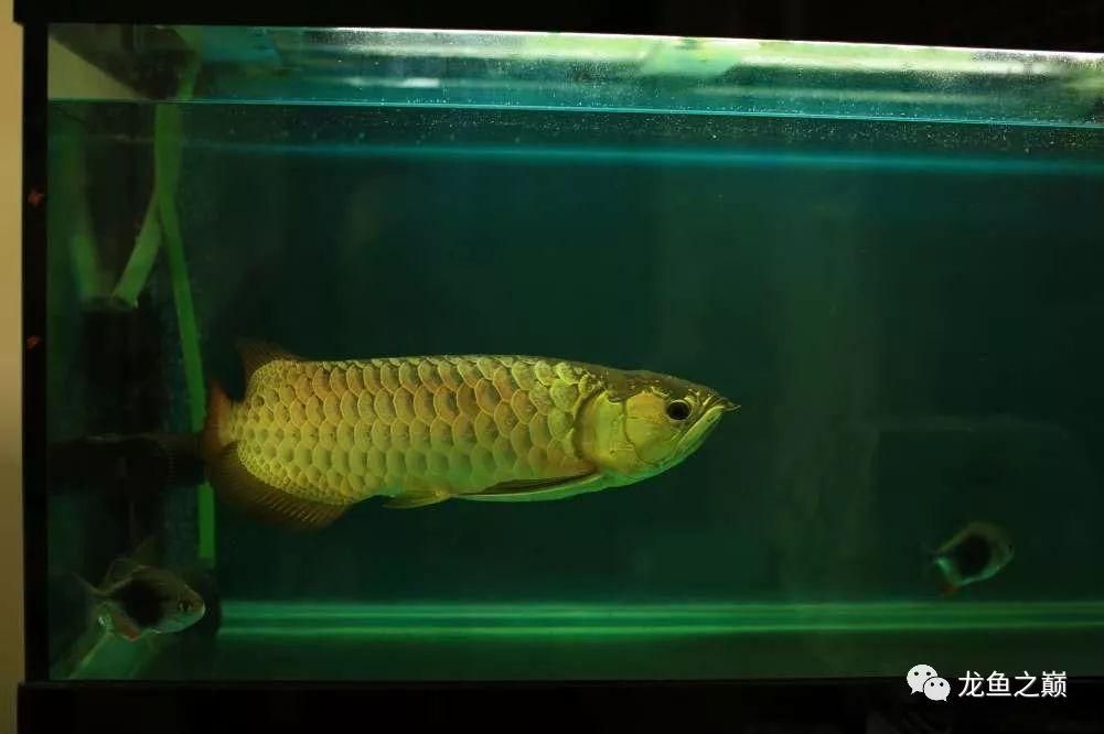 龍魚胡須斷了的處理方法【龍魚的胡須斷了之后，主人應盡量避免過度驚嚇龍魚的年齡】 龍魚百科 第5張