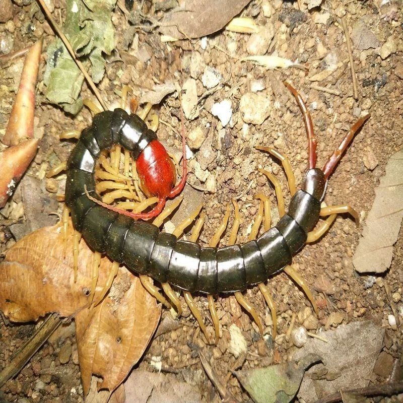 龍魚吃了死蜈蚣會死嗎（吃了死蜈蚣會死嗎？） 龍魚百科 第4張