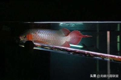 龍魚(yú)浮頭呆滯的應(yīng)對(duì)措施（龍魚(yú)浮頭呆滯怎么辦）